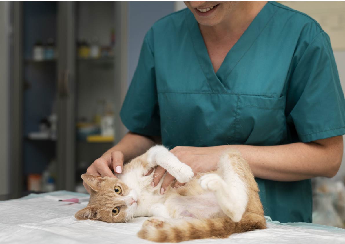 gato en veterinaria